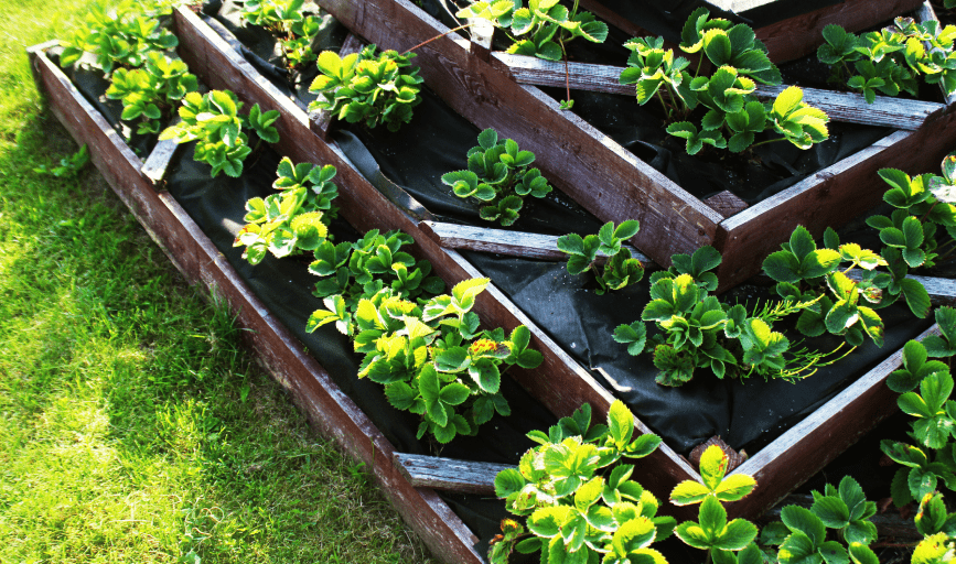 Magnolia Company Lawn & Landscape Services